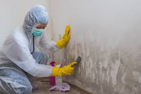 Reliable Shell Valley, ND Mold Removal Solutions